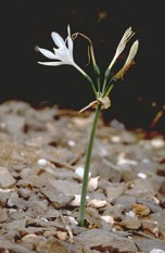 Pancratium foetidum