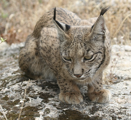 Cría de lince ibérico