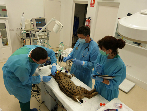 Trabajos veterinarios con lince