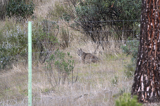 Lince ibérico cerca de la valla del cercado