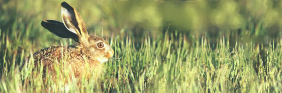 Liebre (Lepus granatensis)