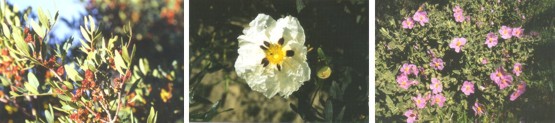 Lentisco (Pistacia lentiscus) - Jara pringosa (Cistus ladanifer) - Estepa (Cistus albidus)