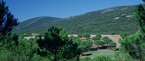 Pinos piñoneros y matorral mediterráneo. Quintos de Mora [Fotografía: C.Valdecantos]