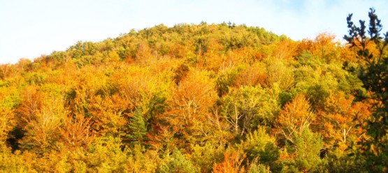 Bosques de Ribavellosa