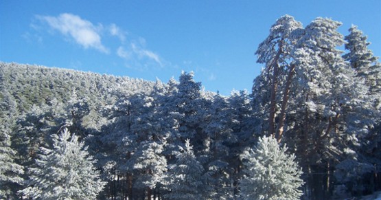 Montes de Valsaín nevados