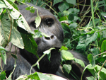 Gorila de montaña en el Parque Nacional Kahuzi-Biega