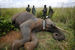 Colocación de collar de bio-monitoreo sobre elefante