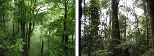Izaquierda: Parque Nacional de Garajonay [Foto: A.B. Fernández] - Derecha: Parque Nacional los Quetzales [Foto: Lenin Corrales]