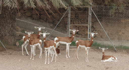 Gacelas en la Reserva de Ferlo Norte