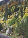 Bosque mixto caducifolias