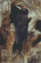Pito negro (Dryocopus martius)