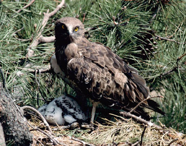 Águila culebrera / Àguila marcenca