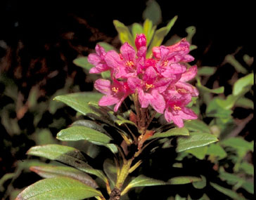 Rododendro. O. Alamany