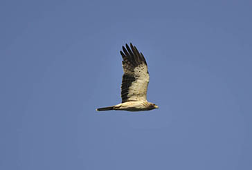 águila calzada, Parque Nacional de la Sierra de las Nieves