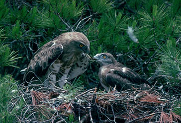 águila culebrera, Parque Nacional de la Sierra de las Nieves