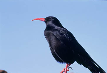 chova piquirroja, Parque Nacional de la Sierra de las Nieves