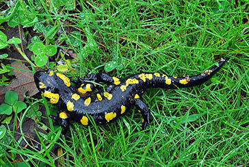 salamandra común, Parque Nacional de la Sierra de las Nieves