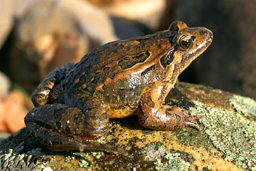 sapillo pintojo ibérico, Parque Nacional de la Sierra de las Nieves