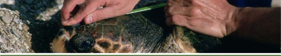 Manejo de Nóctulo pequeño (Nyctalus leisleri) - P.N. del Teide