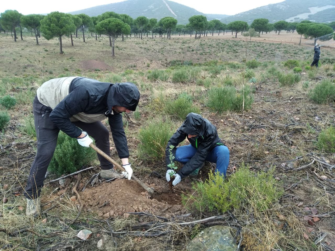Voluntariado en Cabañeros