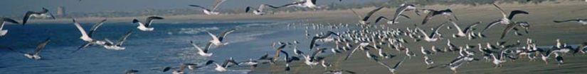 Seguimiento de aves comunes reproductoras e invernantes [Foto: J.M. Pérez de Ayala]