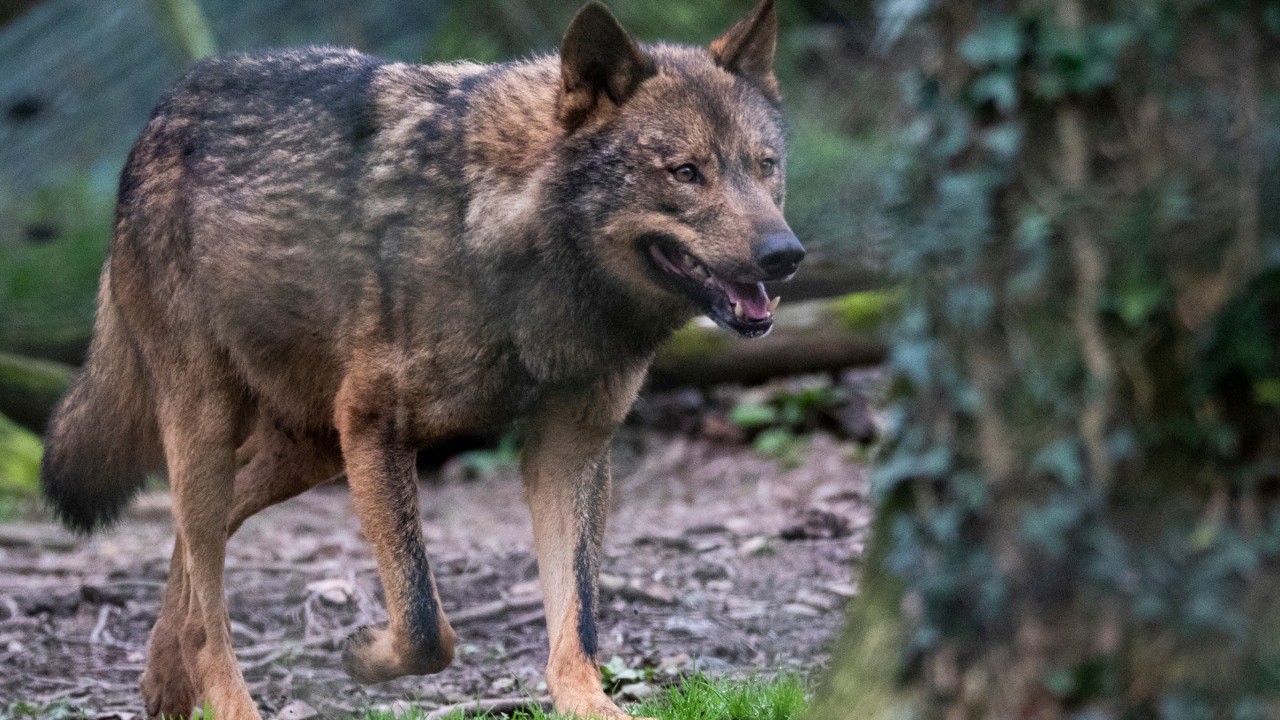 2025062_Censo%20lobo.jpg