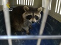El mapache fue recuperado por una Patrulla de Seprona. Se trata de un animal que en estado adulto es muy agresivo y puede ser portador de la rabia, por lo que es conveniente no acercarse nunca a un ejemplar de esta especie. El gavilán capturado por la Patrulla del Seprona, estaba en buen estado, por lo que se procedió a su anillado y posteriormente fue liberado al medio natural.