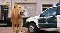 La Guardia Civil detiene a 59 personas en el marco de una Operación de Interpol contra el tráfico de especies.