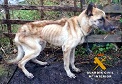 Desde la Guardia Civil se promueve el respeto a los animales y su bienestar, motivo por el cual en septiembre del pasado año se puso en marcha la campaña #YoSiPuedoContarlo dirigida contra el maltrato y abandono de animales domésticos. El objetivo de esta campaña es concienciar a los ciudadanos para que promuevan las medidas necesarias en la protección, ordenación y bienestar para los animales domésticos, así como a que denuncien aquellas conductas contrarias al bienestar animal de las que tengan conocimiento.