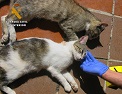 El SEPRONA investiga a una persona por supuesto envenenamiento de gatos