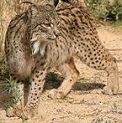 La Guardia Civil localiza a dos personas implicadas en la desaparición de dos linces ibéricos