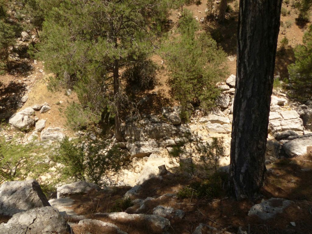 Los pinos llegan hasta el borde del cauce en tramos de la reserva natural fluvial Río Guadalentín