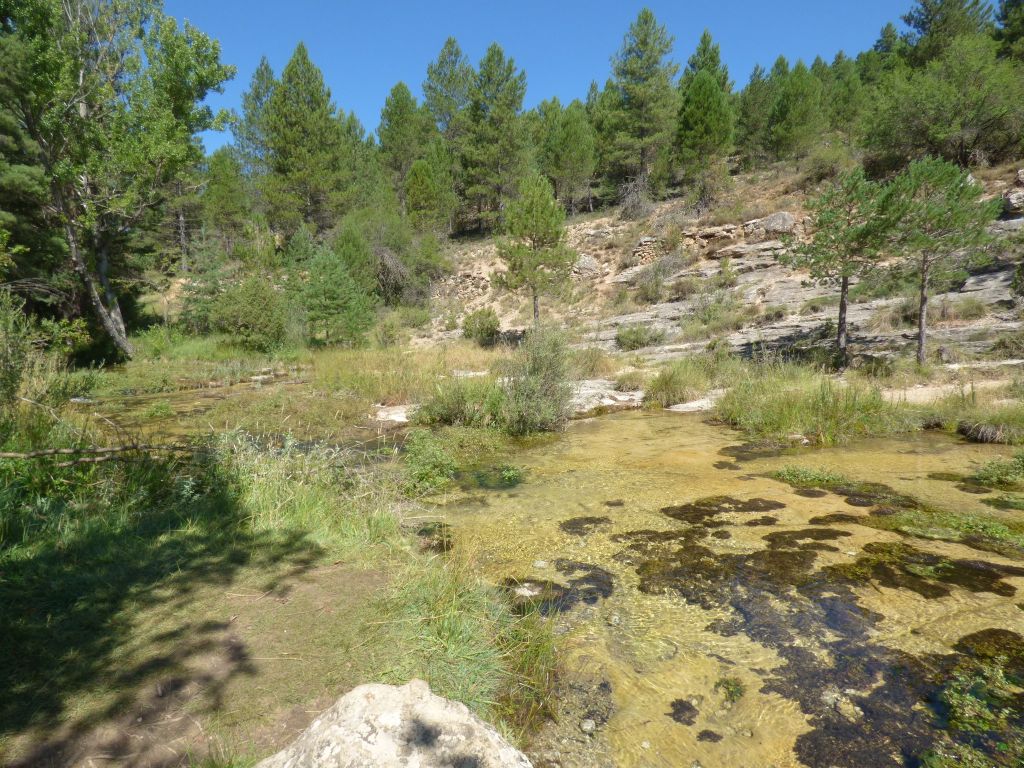 Vegetación de ribera discontinua en la reserva natural fluvial Río Cabriel