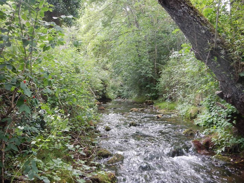 Vegetación de ribera desarrollada en tramo de rápidos continuos en la reserva natural fluvial Río Najerilla