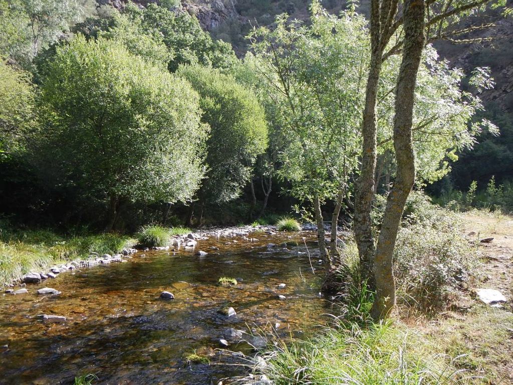 Vegetación de ribera discontinua en la reserva natural fluvial Río Calamantio