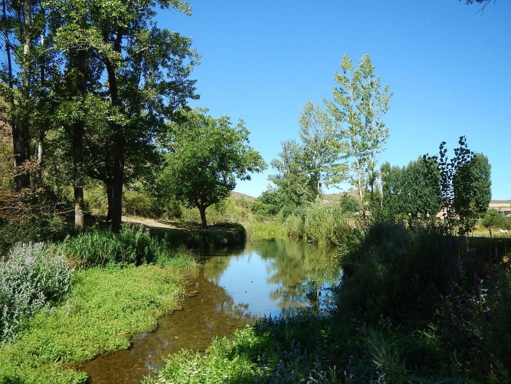 Vegetación de ribera discontinua en la reserva natural fluvial Río Rudrón
