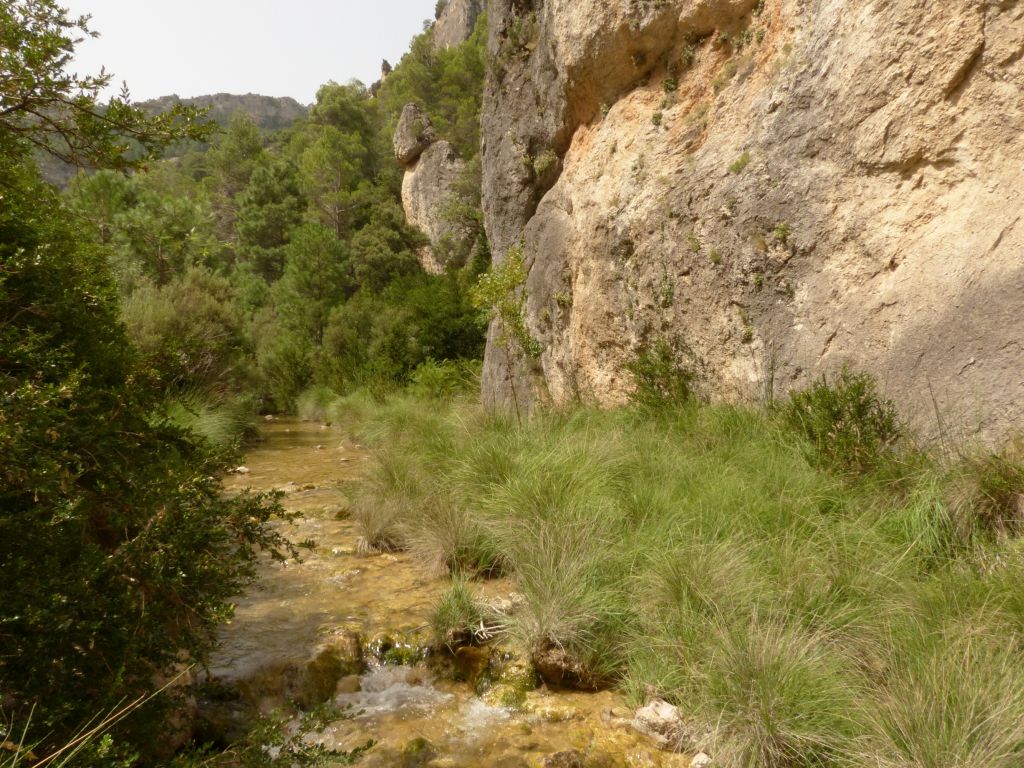 Vegetación de ribera asociada a las orillas de la reserva natural fluvial Río Matarraña
