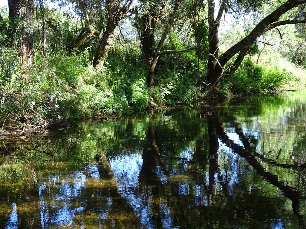 Bosque de ribera del río Milagro, aguas arriba del puente de El Molinillo