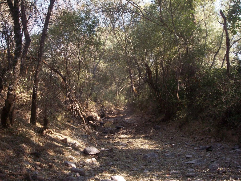 Bosque de ribera de la reserva natural fluvial Río Milagro en el entorno de la ermita del Milagro
