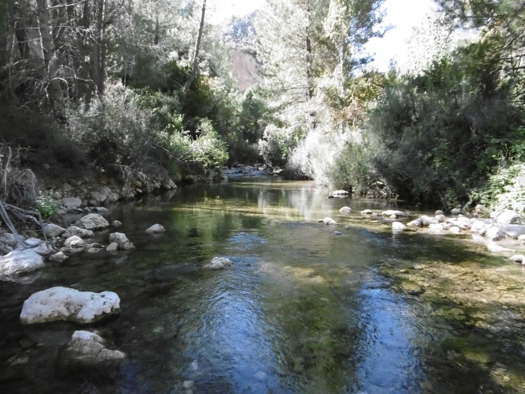 Conectividad ecológica longitudinal de la ribera en la reserva natural fluvial Río Tus