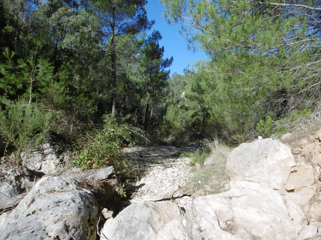 Transcurso de la reserva natural fluvial Arroyo de los Collados y arroyo Escudero entre pinares