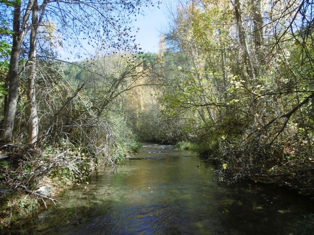 Cauce sombreado de la reserva natural fluvial Río Zumeta