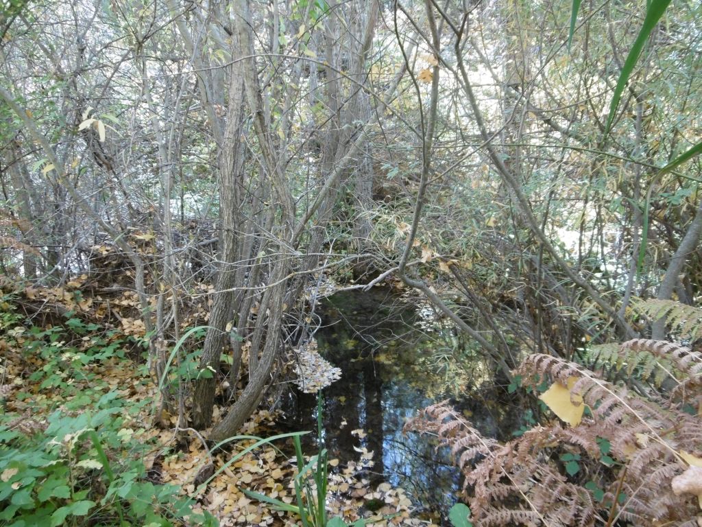 Cauce sombreado por la vegetación ribereña en la reserva natural fluvial Arroyos de los Endrinales y de Las Hoyas