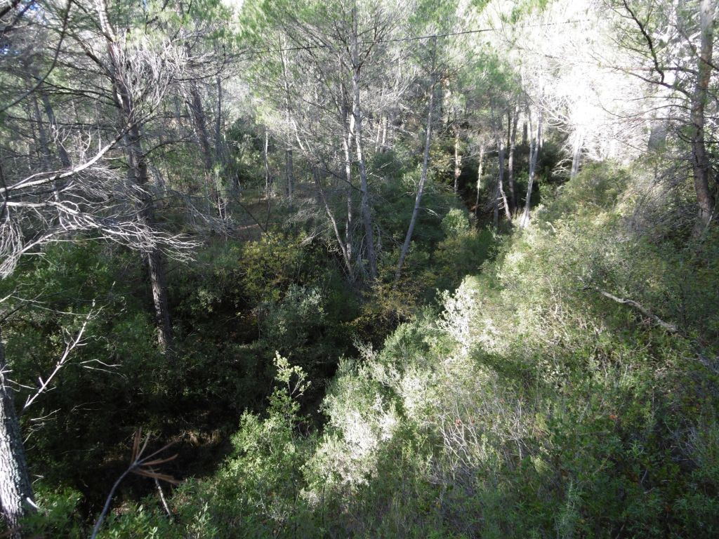 Bosque de ribera de pinares densos asociado en la reserva natural fluvial Arroyo del Puerto
