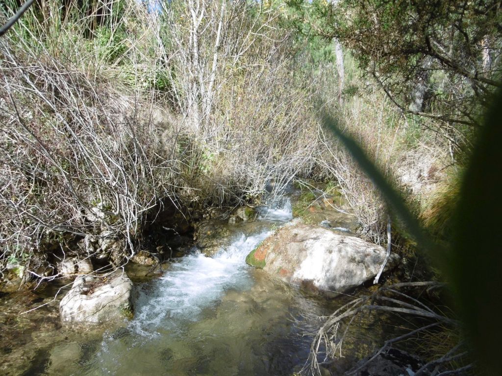 Alto desarrollo de las comunidades vegetales riparias y estructura de rápido/poza en la reserva natural fluvial Arroyo del Puerto