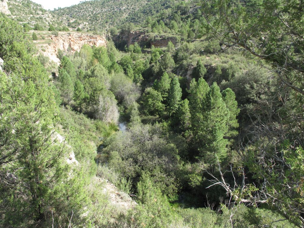 Panorámica general del cauce y la vegetación asociada en la reserva natural fluvial Río Ebrón