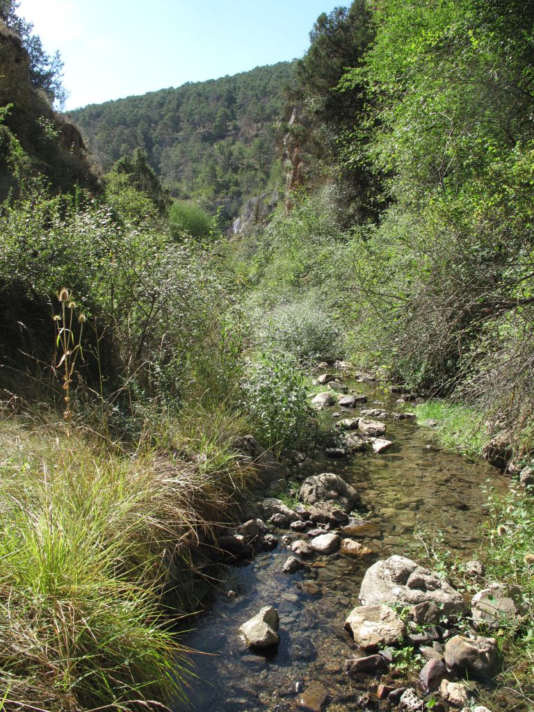 Diferentes estratos de vegetación de ribera en la reserva natural fluvial Río Noguera