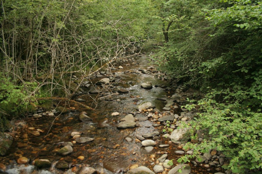 Diferentes estratos de vegetación de ribera presentes en la reserva natural fluvial Cabecera del río Ponga