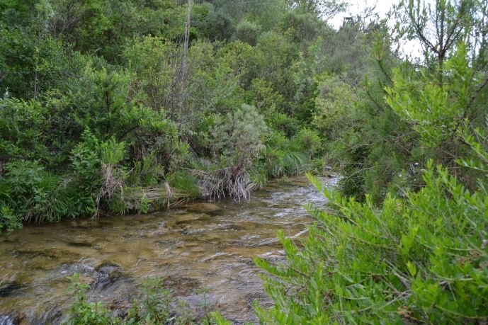 Reserva Natural Fluvial Río Brugent