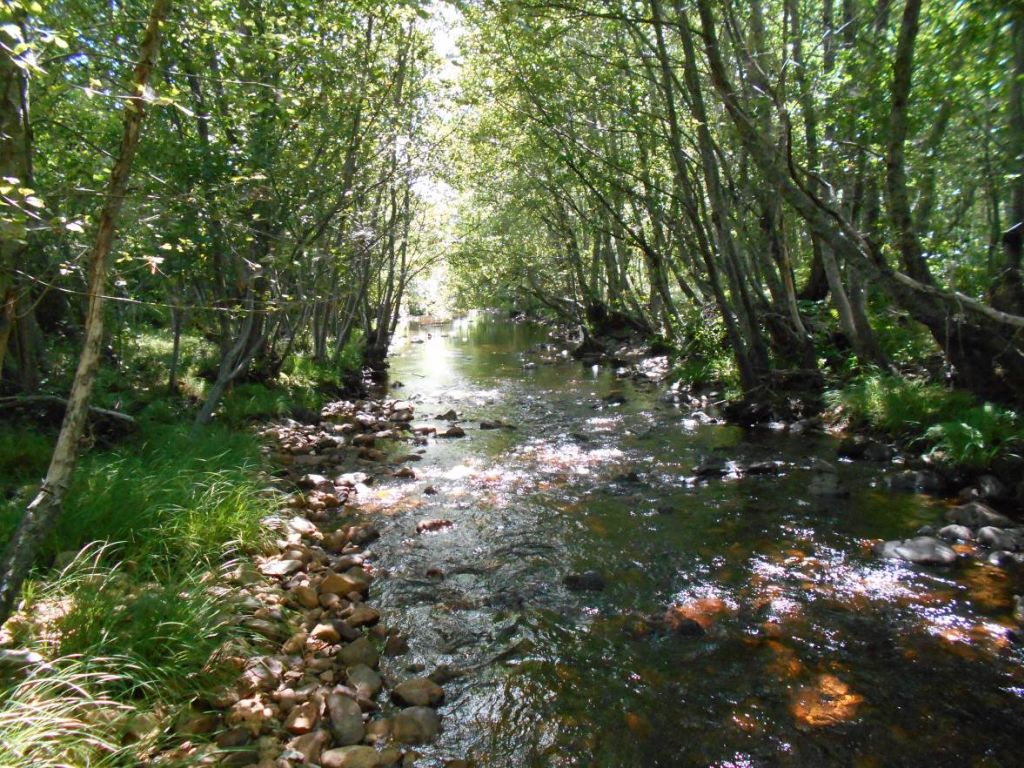 Bosque de ribera bien desarrollado en la reserva natural fluvial Río Negro y afluentes